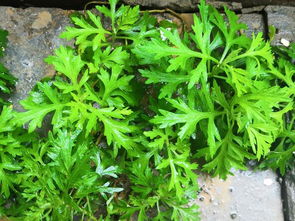 農村野草成致富新寵 驅蚊特效蘄艾，市場價7元一斤引種植熱潮
