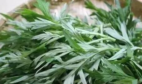 蘄艾 緩解痛經與手腳冰涼的農村寶藏，種植與功效全解析
