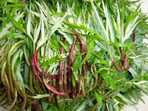 冬日養(yǎng)生三寶 紅棗與蘄艾，排毒養(yǎng)顏強(qiáng)體質(zhì)
