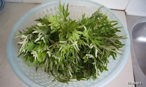 艾草不止掛門口，扦插做“天然蚊香” 蘄艾種植，打造清爽無(wú)蚊夏日