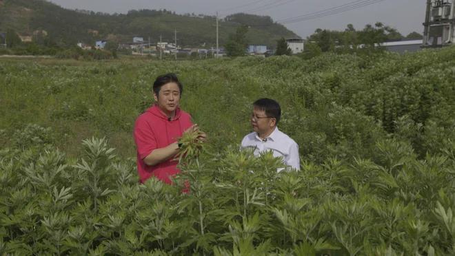 蘄艾飄香 探訪蘄春，揭秘艾草養生的千年智慧