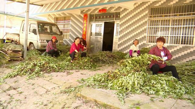 實施“村長工程” 蘄艾帶富一方百姓 管窯鎮6800畝蘄艾開鐮，產業興旺譜寫富民新篇